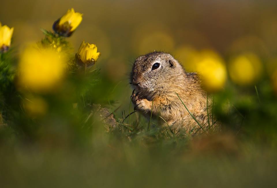 Golden Jackal & European ground squirrel photography  -NEW- 